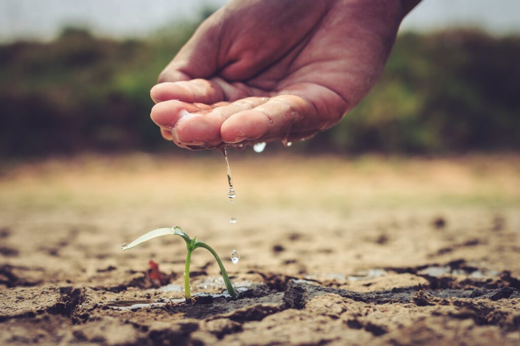 Durstige Pflanze wird mit Wasser versorgt. Symbol für das Versorgen von Bedürfnissen und Regulierung von Emotionen.