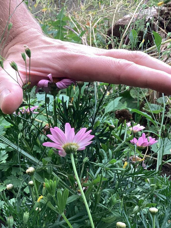 Beispiel nicht passender Prinzipien meiner Arbeitsweise: Blumen werden durch Hand runtergedrückt. Schiefes Wachstum von Pflanzen bei Widerstand - windschief und verkrüppelt. Schuld, Scham und Bestrafung behindern Wachstum und Heilung.